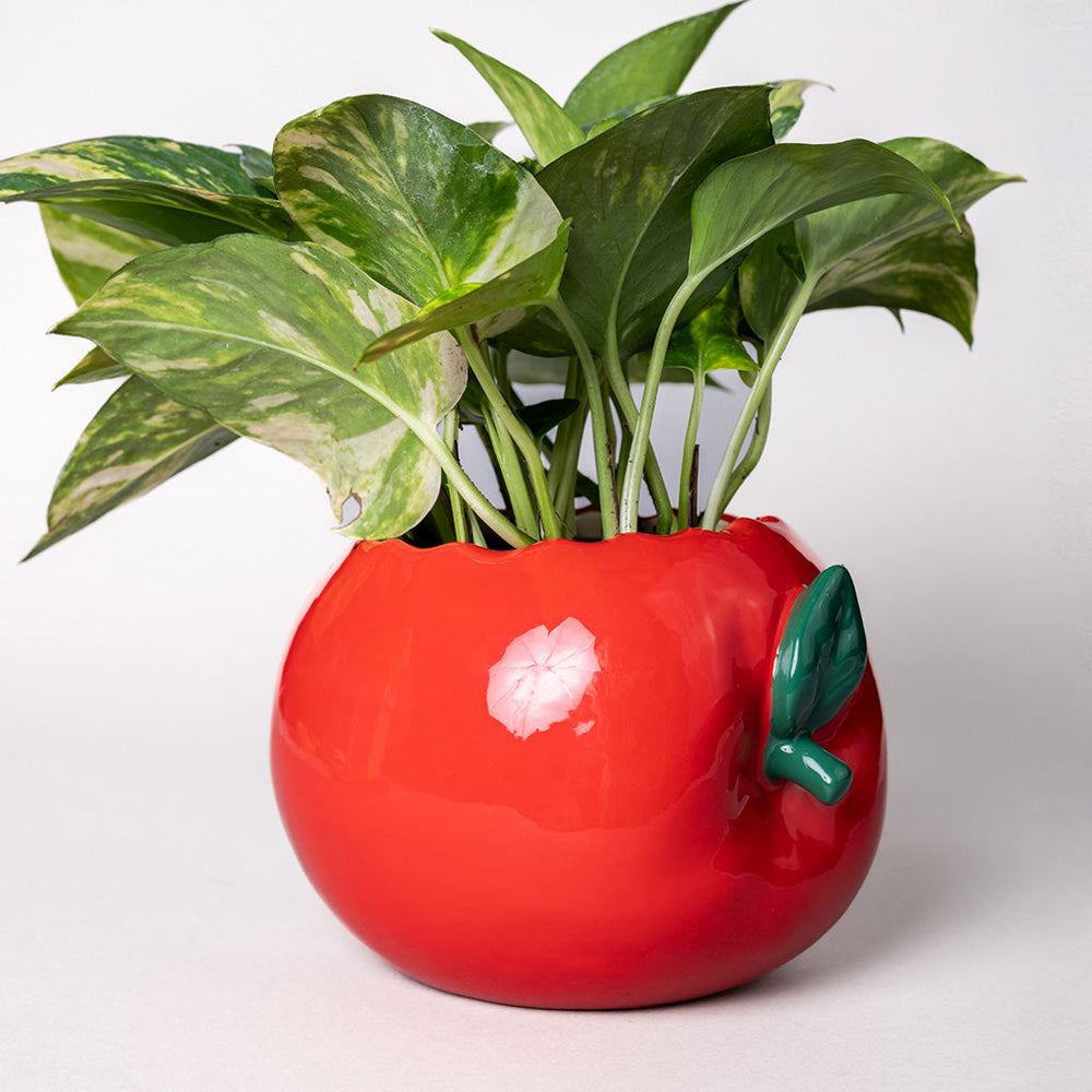 
                      
                        Ceramic Planter - Apple [PRE ORDER]
                      
                    