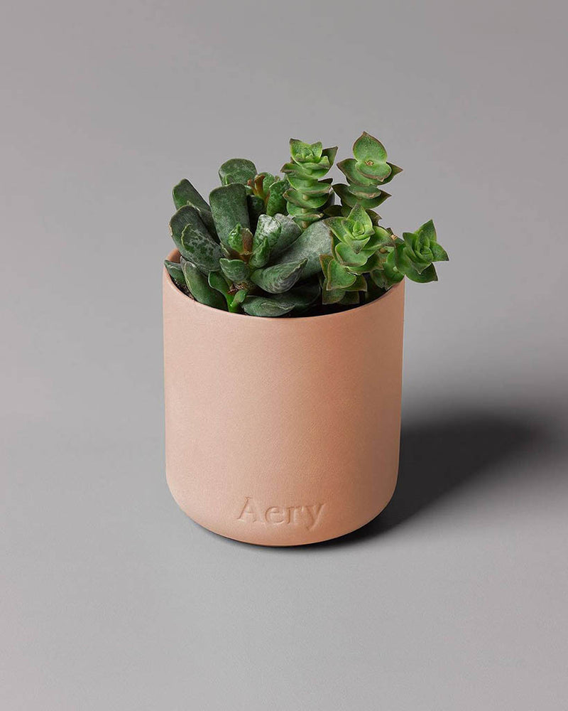 
                      
                        Fernweh Candle - Aztec Tuberose
                      
                    