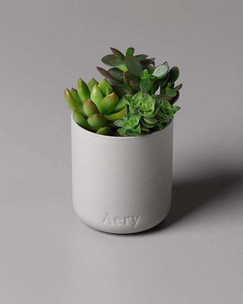
                      
                        Fernweh Candle - Persian Thyme [PRE ORDER]
                      
                    